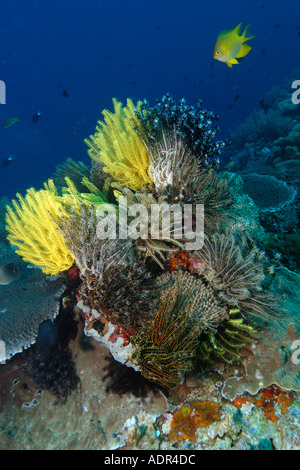 Bunte Haarsterne und goldener Riffbarsch Amblyglyphidodon Aureus Rocky point Apo island Marine Reserve-Philippinen Stockfoto