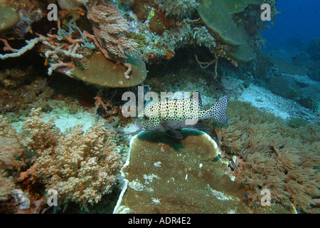 Viele gefleckte Süßlippen Plectorhinchus Chaetodontoides ruht neben dem Riff Rocky point Apo Island Reserve Philippinen Stockfoto