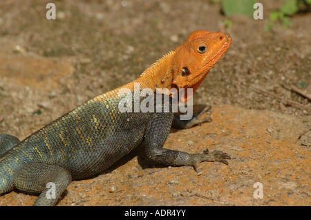 Rote Leitung Agama oder Regenbogen Eidechse männlichen Agama Agama Agamidae Ghana Stockfoto