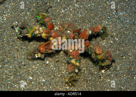 Bunte Dekorateur Krabbe Camposcia Retusa bei Nacht Dumaguete Negros Island Philippinen Stockfoto