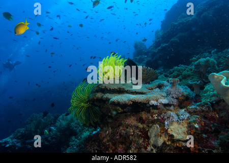Hart- und Weichkorallen Feder Sterne und Hunderten von Fischen Kapelle Apo island Marine Reserve-Philippinen Stockfoto