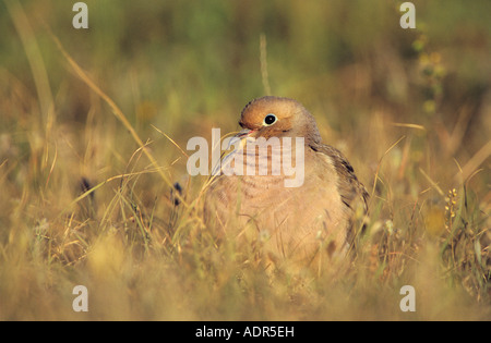 Mourning Dove Zenaida Macroura Erwachsenen Lake Corpus Christi Texas USA Mai 2003 Stockfoto