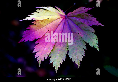Ein Herbst Blatt Farbwechsel bei Westonbirt Arboretum Tetbury Gloucestershire Stockfoto