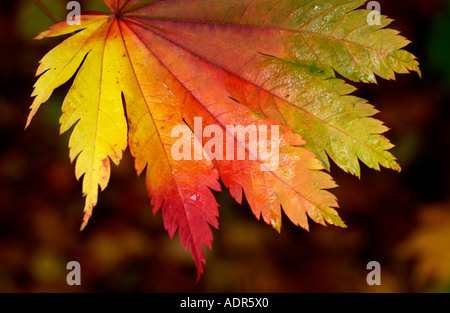 An autumn leaf changing colour at Westonbirt Arboretum Tetbury Gloucestershire Stockfoto