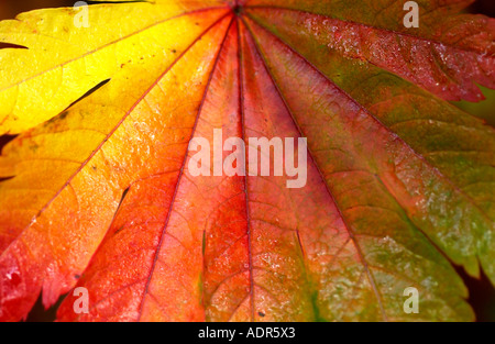 Ein Herbst Blatt Farbwechsel bei Westonbirt Arboretum Tetbury Gloucestershire Stockfoto