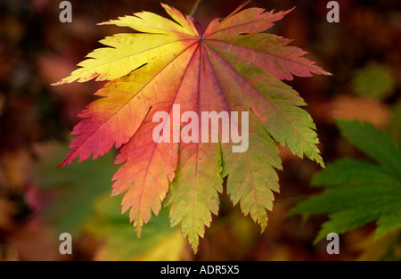 Ein Herbst Blatt Farbe Farbwechsel bei Westonbirt Arboretum Tetbury Gloucestershire Stockfoto