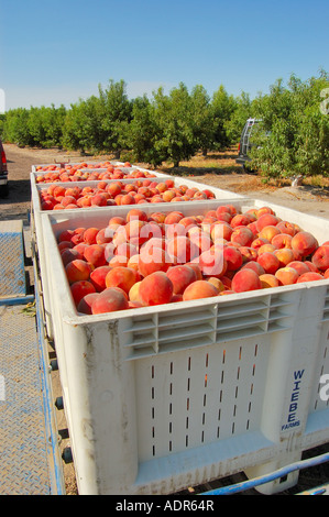 Pfirsich Prunus Persica in einem Wohnwagen während der Ernte Pfirsich-Obstgarten in der Nähe von Reedley Kalifornien USA im Zentrum San Joaquin valley Stockfoto