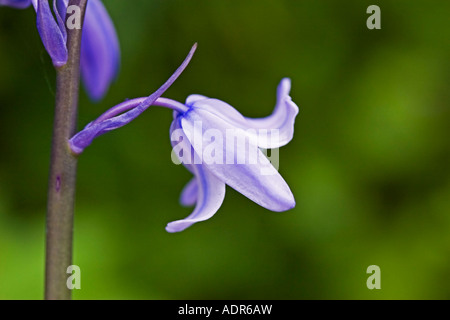 Hyacinthoides Hispanica, spanisches Glockenblumen in einem englischen Garten Stockfoto