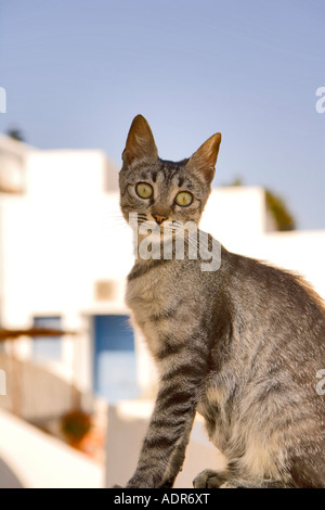 Junge Tabby Katze - 'Santorini', 'Griechenland'. Stockfoto