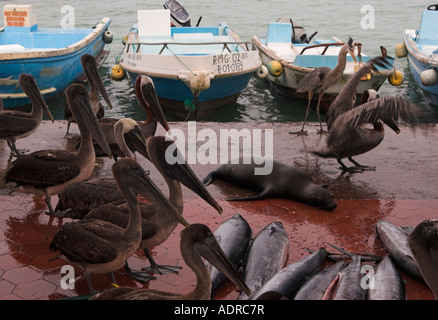 Galapagos [braune Pelikane] und "Sea Lion" Essen "Puerto Ayora" [Fischmarkt], 'Santa Cruz', Galapagos-Inseln warten Stockfoto