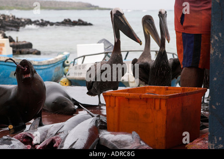 Galapagos "Sea Lions" und [braune Pelikane] Essen bei "Puerto Ayora" [Fischmarkt], 'Santa Cruz', Galapagos-Inseln warten Stockfoto