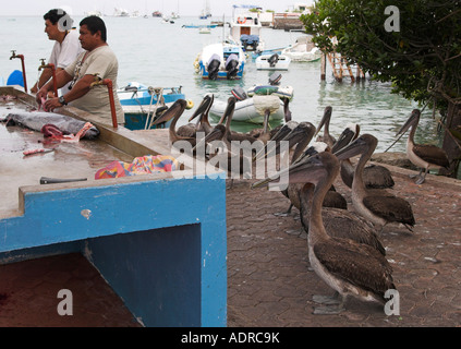 Galapagos [braune Pelikane] Essen bei "Puerto Ayora" [Fischmarkt], 'Santa Cruz', Galapagos-Inseln warten Stockfoto