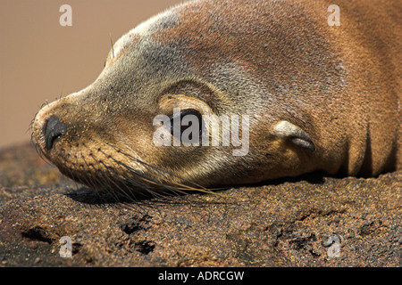 Galapagos "Sea Lion" [Zalophus Wollebaeki], niedliche Seelöwe Gesicht, "Nahaufnahme" Porträt, Floreana Insel, Galapagos-Inseln, Ecuador Stockfoto