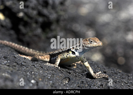 Floreana [Lava Eidechse] [Microlophus Grayii], kleine Männchen Sonnenbaden auf Vulkangestein, [Insel Floreana], [Galapagos Inseln] Stockfoto