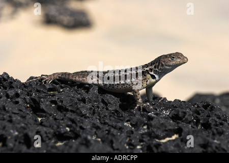 Floreana [Lava Eidechse] [Microlophus Grayii], kleine Männchen Sonnenbaden auf Vulkangestein, [Insel Floreana], [Galapagos Inseln] Stockfoto