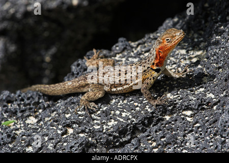 Floreana [Lava Eidechse] [Microlophus Grayii], kleine Weibchen Sonnenbaden auf Vulkangestein, Floreana Insel, Galapagos-Inseln Stockfoto