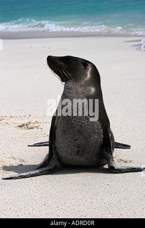 Galapagos "Sea Lion" [Zalophus Wollebaeki], Erwachsene Seelöwe posiert am Strand, "Gardner Bay", Espanola, Galapagos-Inseln Stockfoto
