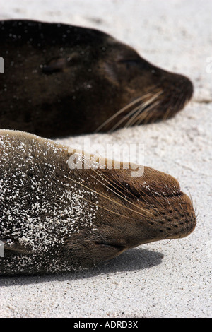 Galapagos "Sea Lions" [Zalophus Wollebaeki], zwei Seelöwen am Strand schlafen "close up", Espanola, Galapagos-Inseln, Ecuador Stockfoto