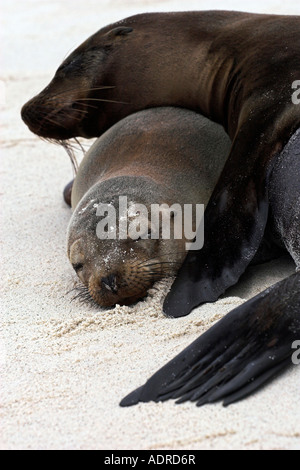 Galapagos "Sea Lion" [Zalophus Wollebaeki] Mutter und Welpe schlafend auf Sandstrand, Espanola Insel [Galapagos-Inseln], Ecuador Stockfoto