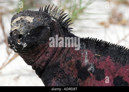 [Marine Iguana] [Amblyrhynchus Cristatus] Reptil Porträt, "close up" Detail [Espanola Insel], [Galapagos-Inseln], Ecuador Stockfoto