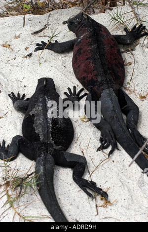 [Meeresleguane] [Amblyrhynchus Cristatus] zwei Reptilien Sonnenbaden am Strand, [Espanola Insel], [Galapagos-Inseln], Ecuador Stockfoto