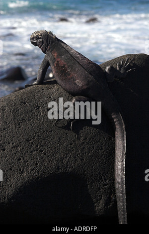 [Marine Iguana] [Amblyrhynchus Cristatus] Sonnenbaden an felsigen Küste, [Espanola Insel], [Galapagos-Inseln], Ecuador Stockfoto