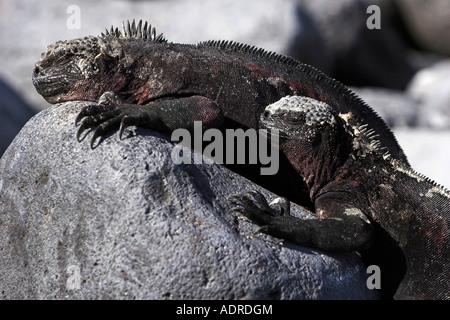 [Meeresleguane] [Amblyrhynchus Cristatus] Sonnenbaden Reptilien "hautnah", [Espanola Insel], [Galapagos-Inseln], Ecuador Stockfoto