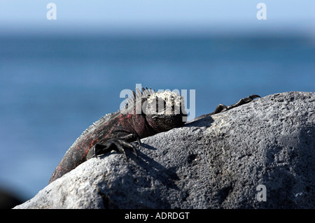 [Marine Iguana] [Amblyrhynchus Cristatus] schlafen auf Felsen von Meer, "Punta Suarez" Espanola Insel, Galapagos-Inseln, Ecuador Stockfoto