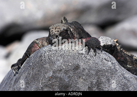 [Marine Iguana] [Amblyrhynchus Cristatus] Reptilien schlafen auf Felsen, "close up", [Espanola Insel], [Galapagos-Inseln], Ecuador Stockfoto