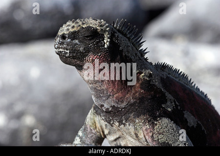 [Marine Iguana] [Amblyrhynchus Cristatus] Reptil Porträt, "close up" Detail [Espanola Insel], [Galapagos-Inseln], Ecuador Stockfoto