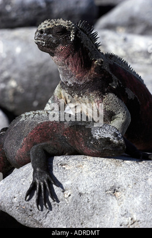 [Meeresleguane] [Amblyrhynchus Cristatus] Sonnenbaden Reptilien "hautnah", [Espanola Insel], [Galapagos-Inseln], Ecuador Stockfoto