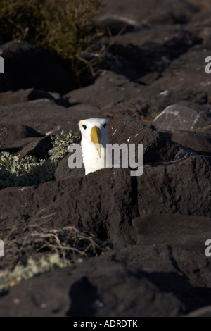 [Winkte Albatross] [Phoebastria Irrorata], Vogel auf felsigen Nest vor Ort, "Punta Suarez" Espanola Insel, [Galapagos-Inseln], Ecuador Stockfoto