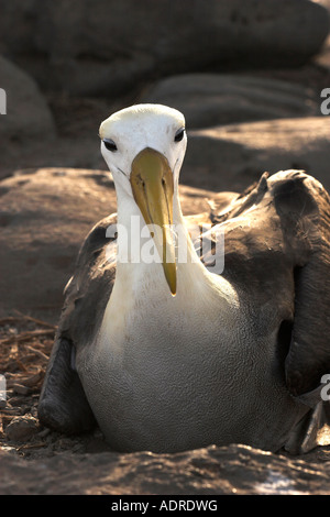 [Winkte Albatross] [Phoebastria Irrorata], Erwachsenen weiblichen sitzen auf Nest, "close up", Espanola Insel, Galapagos-Inseln, Ecuador Stockfoto