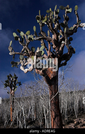 [Kakteen] [Opuntia Echios], Kaktus Wald wachsen auf "Santa Fe" Insel, Galapagos-Inseln, Ecuador, "Südamerika" Stockfoto