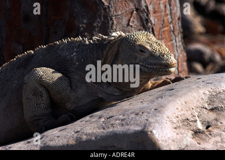 "Santa Fe" [Land Iguana] [Conolophus Pallidus], alten Reptil Sonnenbaden auf Felsen, "Santa Fe" Insel, [Galapagos-Inseln], Ecuador Stockfoto