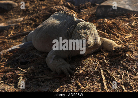 "Santa Fe" [Land Iguana] [Conolophus Pallidus] Sonnenbaden am Boden, "Santa Fe" Insel [Galapagos-Inseln], Ecuador Stockfoto