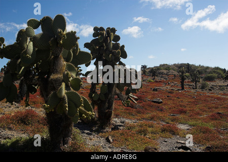 Prickly Pear Cactus [Opuntia Echios] und [Galapagos Teppich Unkraut] [Sesuvium Edmonstonei], "South Plaza" Insel, Galapagos-Inseln Stockfoto