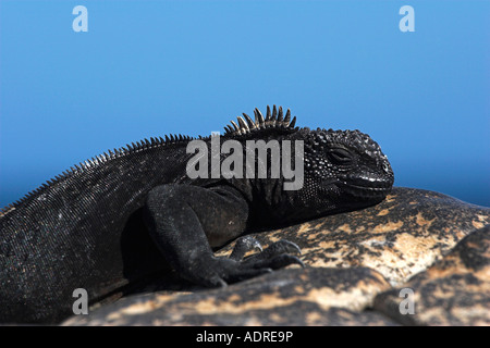 [Marine Iguana] [Amblyrhynchus Cristatus] Sonnenbaden auf Felsen, "close up", "South Plaza" Insel, [Galapagos-Inseln], Ecuador Stockfoto