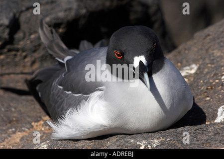 [Zinnenkranz Gull] [Creagrus Furcatus] sitzen auf felsigen Boden, "close up", "South Plaza" Insel, Galapagos-Inseln, Ecuador Stockfoto