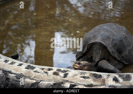 "Lonesome George" [Riesenschildkröte] Baden im Wasser, [Charles Darwin Forschungszentrum], 'Santa Cruz' Insel, Galapagos-Inseln Stockfoto
