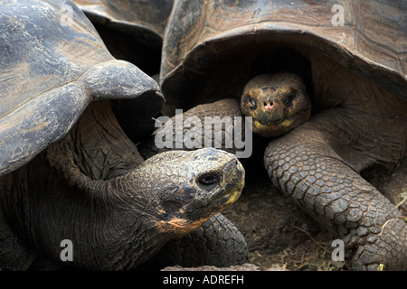 Galapagos [Riesenschildkröten] [Chelonoidis Nigra], 'close up', 'Santa Cruz' Insel, [Galapagos-Inseln], Ecuador, "Südamerika" Stockfoto