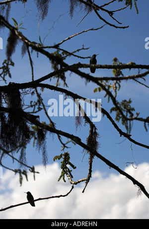 Silhouette von 2 kleinen Kolibris gehockt Äste gegen den blauen Himmel, Bellavista Nebelwald, Ecuador, "Südamerika" Stockfoto