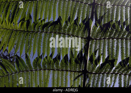"Baumfarn", tropischen grünen Blättern von unten, "close up" Pflanze Muster, [Bellavista Nebelwald], Ecuador, "Südamerika" Stockfoto