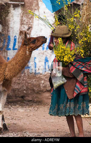 Hungrig Lama mit alten Quechua Frau verkaufen Blumen und Coca-Blätter, [Sacred Valley], Peru, "Südamerika" Stockfoto