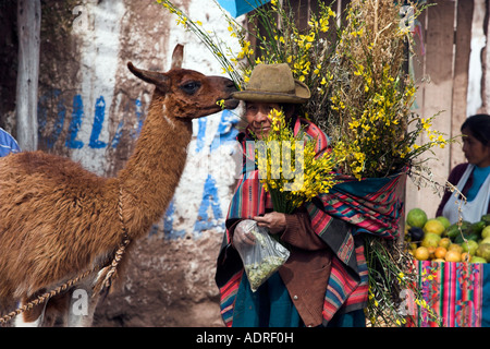 Lama mit alten Quechua Indianerin verkaufen Blumen und Coca-Blätter, Straßenmarkt Szene, [Sacred Valley], Peru, "Südamerika" Stockfoto