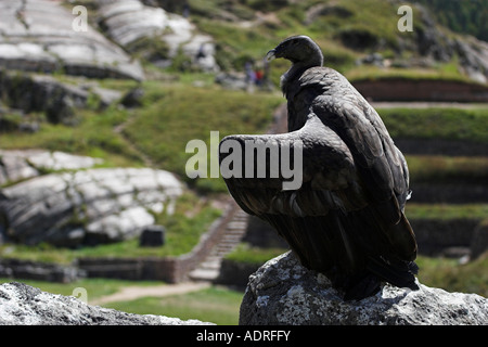 [Andenkondor] [Vultur Kondor] große [Raubvogel] thront auf Felsen, Sacsayhuaman Ruinen, Cusco, Peru, Anden, "Südamerika" Stockfoto