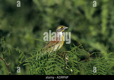 Dickcissel Spiza Americana männlichen Lake Corpus Christi Texas USA Mai 2003 Stockfoto