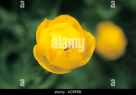 Globeflower Trollblume Europaeus Blume und fliegen in extremer Nahaufnahme Stockfoto