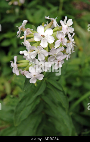 Seifenkraut Saponaria Officinalis, auch genannt Bouncing Wette Stockfoto
