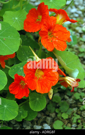 Garten Kapuzinerkresse Tropaeolum majus Stockfoto